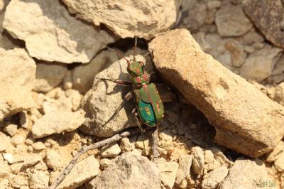  Cicindela maroccana pseudomaroccana Roeschke, 1891
