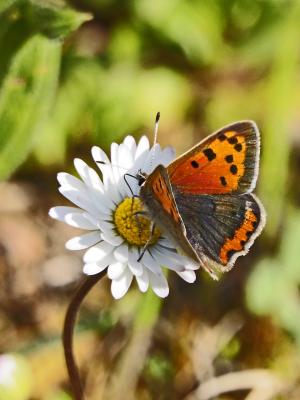 Cuivré commun (Le), Argus bronzé (L'), Bronzé (Le) Lycaena phlaeas (Linnaeus, 1760)