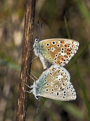 Azuré bleu-céleste (L'), Bel-Argus (Le), Argus ble Lysandra bellargus (Rottemburg, 1775)