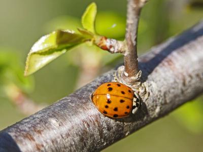 Coccinelle asiatique (la) Harmonia axyridis (Pallas, 1773)