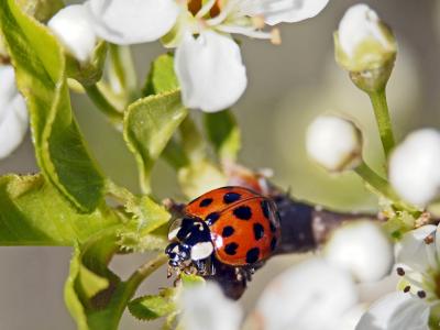 Coccinelle asiatique (la) Harmonia axyridis (Pallas, 1773)