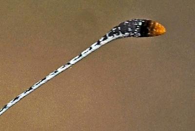 Piéride du Sainfoin (La), Piéride de Duponchel (La Leptidea duponcheli (Staudinger, 1871)