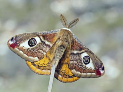 Petit Paon de Nuit (Le) Saturnia pavonia (Linnaeus, 1758)