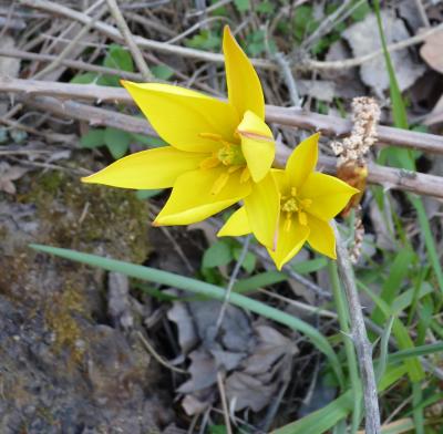 Tulipe de Gaule, Tulipe des bois Tulipa sylvestris L., 1753