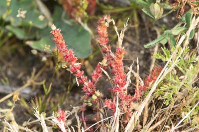 Crassule mousse, Mousse fleurie Crassula tillaea Lest.-Garl., 1903