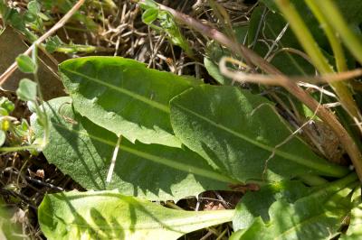Pissenlit à feuilles obovales Taraxacum obovatum (Waldst. & Kit. ex Willd.) DC., 1809