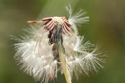 Pissenlit à feuilles obovales Taraxacum obovatum (Waldst. & Kit. ex Willd.) DC., 1809