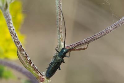  Agapanthia violacea (Fabricius, 1775)