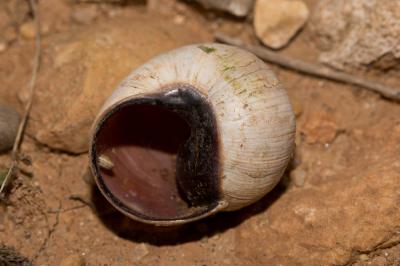 Hélice tapada Helix melanostoma Draparnaud, 1801