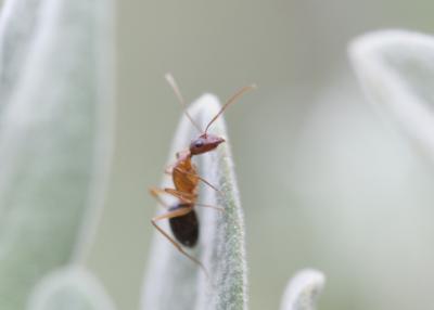  Camponotus pilicornis (Roger, 1859)
