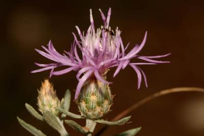 Centaurée à panicule, Centaurée paniculée Centaurea paniculata L., 1753