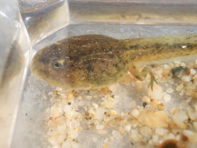 Pélodyte ponctué Pelodytes punctatus (Daudin, 1803)