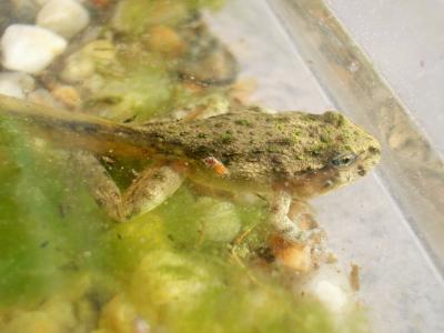 Pélodyte ponctué Pelodytes punctatus (Daudin, 1803)