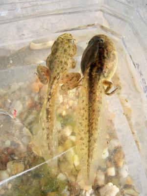 Pélodyte ponctué Pelodytes punctatus (Daudin, 1803)