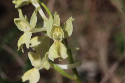 Orchis de Provence Orchis provincialis Balb. ex DC., 1806