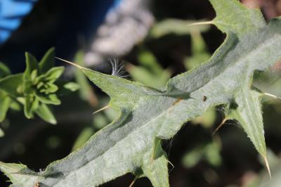 Cirse acarna Picnomon acarna (L.) Cass., 1826