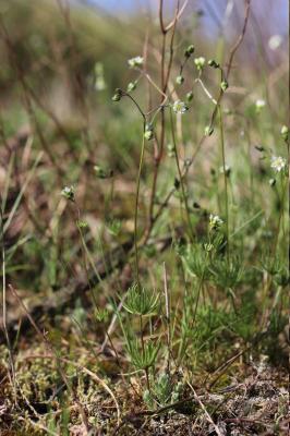 Spergule des champs, Espargoutte des champs, Sparg Spergula arvensis L., 1753