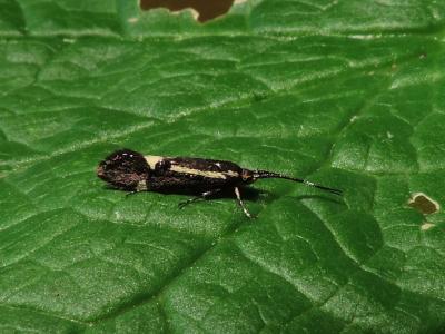  Esperia sulphurella (Fabricius, 1775)