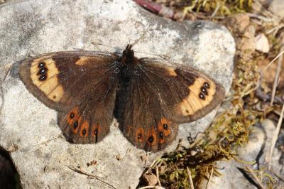 Moiré provençal (Le), Moiré de Provence (Le) Erebia epistygne (Hübner, 1819)