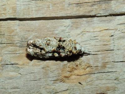  Phtheochroa rugosana (Hübner, 1799)