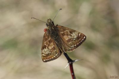 Point de Hongrie (Le), Grisette (La) Erynnis tages (Linnaeus, 1758)