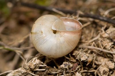 Moine globuleux Monacha cantiana (Montagu, 1803)