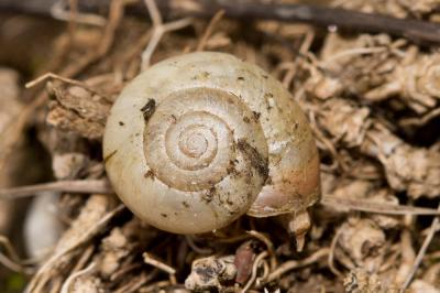 Moine globuleux Monacha cantiana (Montagu, 1803)