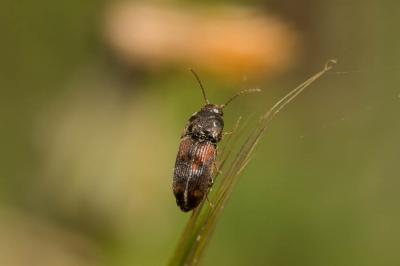 Taupin noir à taches rouges Drasterius bimaculatus (Rossi, 1790)