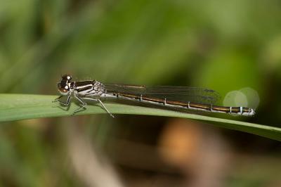 Agrion de Mercure Coenagrion mercuriale (Charpentier, 1840)