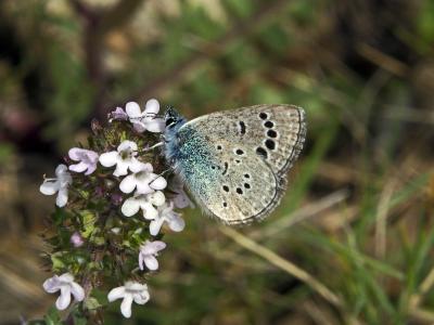 Azuré de la Badasse (L') Glaucopsyche melanops (Boisduval, 1828)