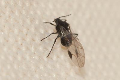  Anoecia corni (Fabricius, 1775)