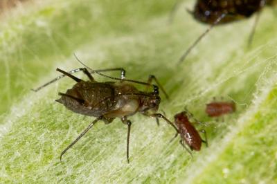  Uroleucon cirsii (Linnaeus, 1758)