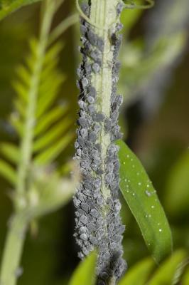  Aphis craccae Linnaeus, 1758