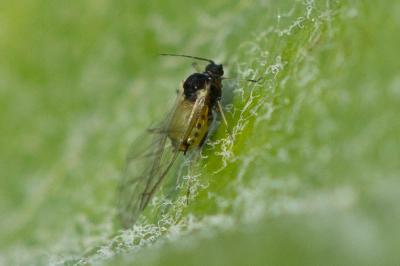  Aphis spiraecola Patch, 1914