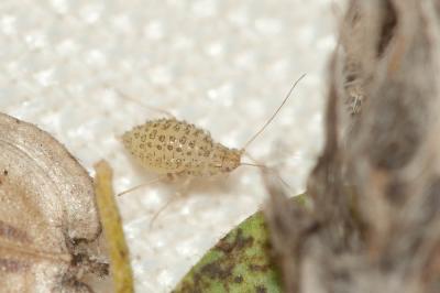  Therioaphis 