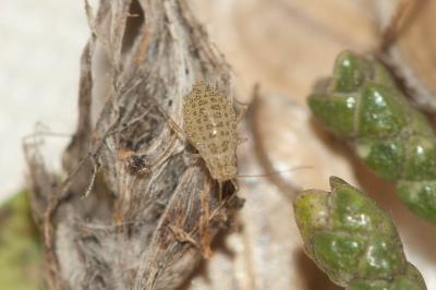  Therioaphis 