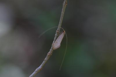  Nematopogon Zeller, 1839