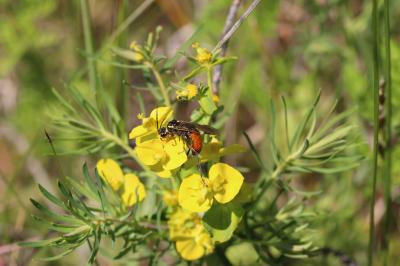  Tenthredopsis stigma (Fabricius, 1798)