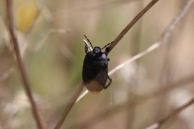  Cydnus aterrimus (Forster, 1771)