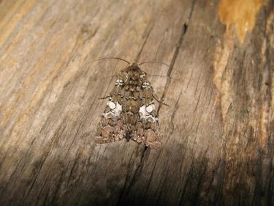 Noctuelle parée (La) Hadena albimacula (Borkhausen, 1792)