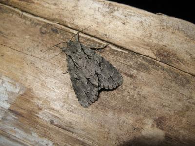 Trident (Le) Acronicta tridens (Denis & Schiffermüller, 1775)
