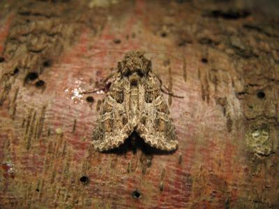 Noctuelle capsulaire (La) Hadena bicruris (Hufnagel, 1766)
