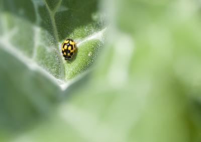 Coccinelle à damier, Coccinelle à 14 points Propylea quatuordecimpunctata (Linnaeus, 1758)
