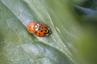 Coccinelle à dix points Adalia decempunctata (Linnaeus, 1758)
