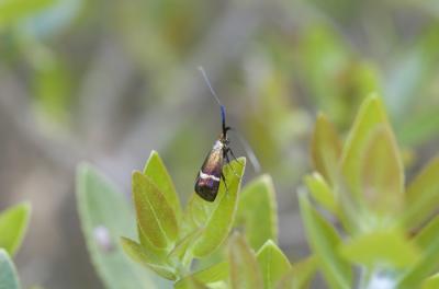  Adela australis (Heydenreich, 1851)