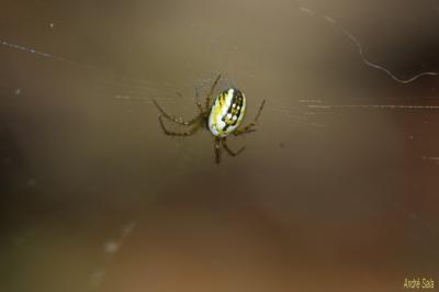 Mangore petite-bouteille Mangora acalypha (Walckenaer, 1802)
