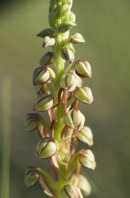 Orchis homme pendu, Acéras homme pendu, Porte-Homm Orchis anthropophora (L.) All., 1785