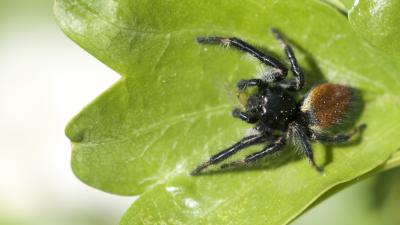  Carrhotus xanthogramma (Latreille, 1819)