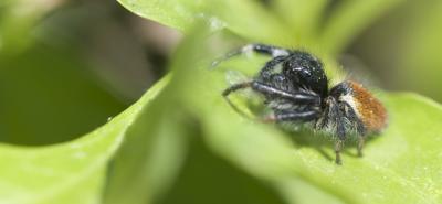  Carrhotus xanthogramma (Latreille, 1819)
