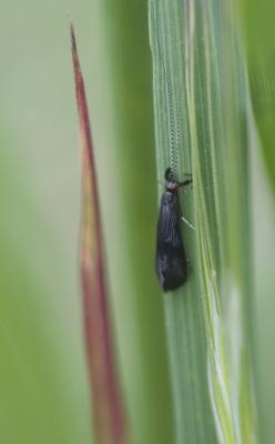  Mystacides azureus (Linnaeus, 1760)